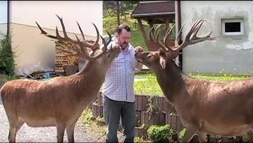 Wildtiere währen zahm wenn Menschen sie nicht jagen und töten würden (Symbolbild)