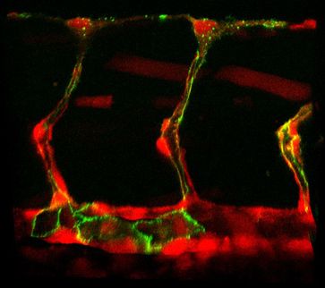 Intersegmentale Blutgefässe im Rumpf eines Zebrafischs nach 32 Stunden Entwicklung.
Quelle: (Bild: zvg/Affolter) (idw)