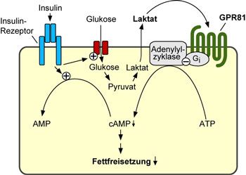 Fettfreisetzung durch Laktat