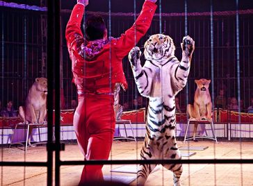 Fragwürdige Tigerdressur in der Zirkusmanege Bild: © FOUR PAWS, Fred Dott