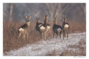 Bild: "obs/Wildtierschutz Deutschland e.V./Réne Schleichardt"