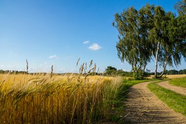 Bauern, Landwirtschaft, Feld, Getreide, Landschaft...