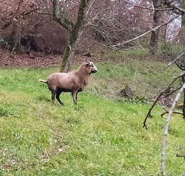 Bild des Schafes Bild: Polizei