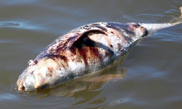 In Wasser treibender Schweinswal-Kadaver