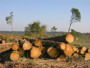 Kahlschlag für den "Klimaschutz"(Symbolbild)