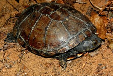 Unnötig geschützt: Die Schildkröte Pelusios subniger
Quelle: © James Harvey (idw)