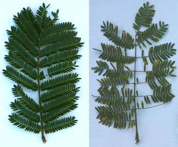 Blätter von Akazienpflanzen der Art Acacia hindsii, die von symbiotischen (links) oder von parasitis
Quelle: Marcia González-Teuber / Max-Planck-Institut für chemische Ökologie (idw)