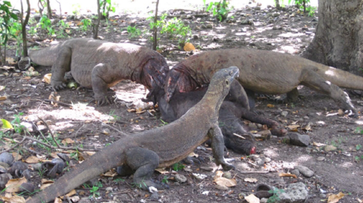 Drei Komodowarane am Kadaver eines Wildschweins