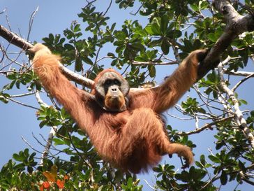 Männlicher Orang-Utan in Sumatras freier Wildbahn
Quelle: Bild: Ellen Meulmann, Anthropologisches Institut und Museum, Universität Zürich (idw)