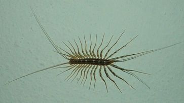 Spinnenläufer (Scutigera coleoptrata)