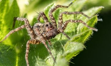 Ein aktuell eher seltene Art von Spinne (Symbolbild)