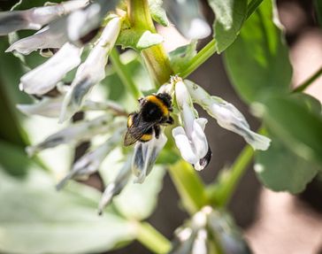 Hummel auf einer Ackerbohnenblüte  Bild: UFOP Fotograf: Fotograf: Daniel Schneider