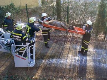 Bergung der toten Hunde durch die Feuerwehr.  Bild: obs/Tierversuchsgegner BRD e.V.