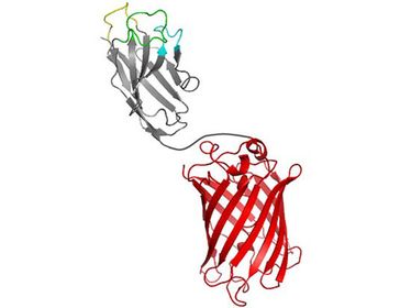 Die antigenbindende Domäne des einzelkettigen Antikörpers von Alpakas und Kamelen wird mit einem fluoreszierenden Protein als Marker (rot) fusioniert, um einen Chromobody, eine leuchtende Nanosonde, für die Forschung an lebenden Zellen zu erzeugen. Quelle: LMU
