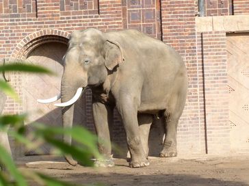 Zoo Leipzig: Elefantenbulle „Mekong“ vor dem Elefantenhaus