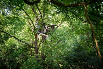 Ein "besetzter" Baum um den 12.000 Jahre alten Wald vor der Zersörung von Konzernen zu sichern.