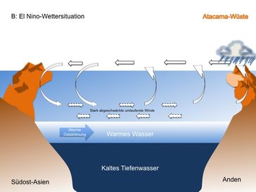 Beim El Nino-Effekt kehren sich die Verhältnisse um. Die Passatwinde sind so so stark abschwächt, dass sie am Äquator ihre Richtung ändern. Warmes Oberflächenwasser breitet sich von Westen bis an Küste des südamerikanischen Kontinents aus. Das Windsystem der Walker-Zelle bricht zusammen. Große Mengen Wasser verdunsten im Ostpazifik und jetzt können sich Wolken bilden, die aufsteigen und an den Hängen der Anden abregnen. Als Konsequenz wird weniger nährstoffreiches Tiefenwasser nach oben gedrückt und die Fischschwärme bleiben aus, weil die Nahrungskette zusammenbricht. An der Südküste Amerikas wird es wärmer und feuchter, Ecuador und Nordperu gibt es sintflutartige Regenfälle wo sonst Dürre herrscht. Mnafred Schloesser