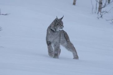 Um das Verhalten der Tiere unter verschiedenen Lichtverhältnissen zu untersuchen, wurden Tiere aus Nordskandinavien mit einbezogen, wo die Sonne im Winter nicht auf- und im Sommer nicht untergeht. Quelle: Foto: John Ivar Larsen (idw)