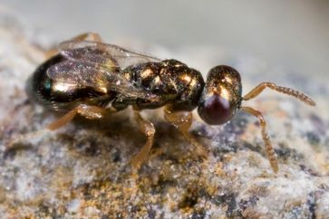 Das Foto zeigt Nasonia vitripennis. Diese Art sieht der nahen verwandten Nasonia giraulti zum Verwechseln ähnlich.
Quelle: Foto: Dr. Oliver Niehuis, ZFMK. (idw)