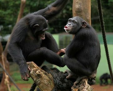 Schimpansen im Tacugama Sanctuary, nahe Freetown