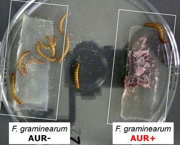 Mehlwürmer, denen der Schimmelpilz Fusarium graminearum mit Aurofusarin (rechts) und seine Mutante ohne Aurofusarin (links) angeboten wurde, bevorzugen die Mutante.