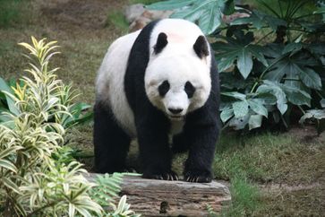 Großer Panda