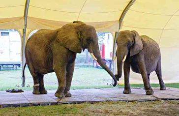 Afrikanische Elefanten beim Zirkus Krone Bild: VIER PFOTEN