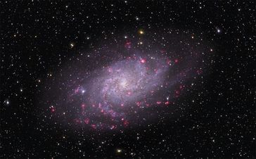 Bild des Dreiecksnebels M 33. Bei dieser Galaxie sehen die Astronomen direkt von oben auf die Scheibe mit ihren Spiralarmen. Die rosa Regionen enthalten neu geborene Sterne. Bild: Thomas V. Davis (http://tvdavisastropics.com) (idw)