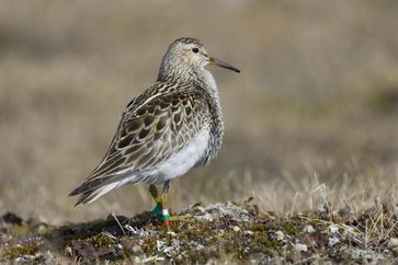 Ein aufmerksames Männchen auf der Hut vor Konkurrenten
Quelle: Foto: Wolfgang Forstmeier (idw)