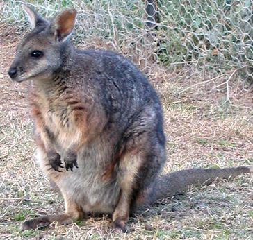 Wallaby