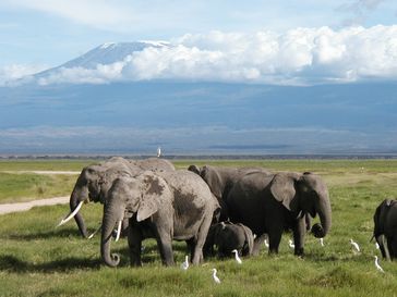 Afrikanische Elefanten vor dem Kilimandscharo im Amboseli-Nationalpark