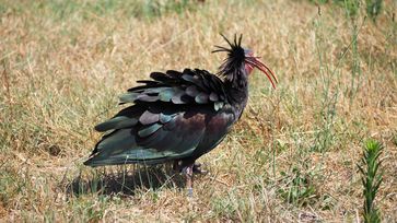 Der Waldrapp ist einer der seltensten Vögel der Welt.  Bild: "obs/ZDF/Marilena Schulte"