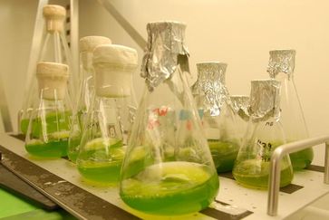 Algenzucht im Miniatur-Maßstab: Im Labor wachsen die Mikroalgen in Glaskolben. Bild: WWU - Grewer