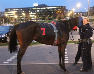 Das Foto zeigt eine Polizistin, die das Pferd zähmen konnte. (Foto: Polizei Rhein-Kreis Neuss)