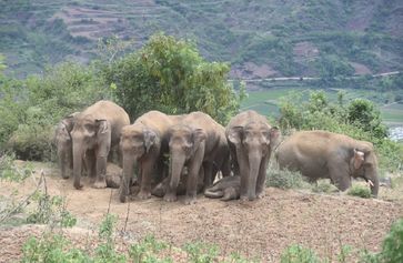 Ein am 21. Juni 2021 aufgenommenes Foto zeigt erwachsene asiatische Elefanten, die in Reihen stehen und die Kleinen zu beschatten.  Bild: Xinhua Silk Road Information Service Fotograf: Cui Yonghong