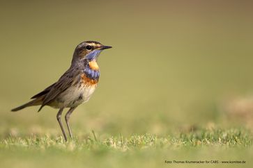 Blaukehlchen