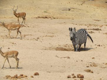 Zebra am Wasserloch
Quelle: Foto: Claudia Stommel/IZW (idw)