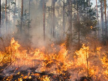 Bild: Canva Fotograf: Schutzgemeinschaft Deutscher Wald