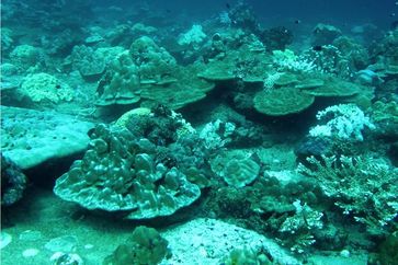 Korallenriff auf der Westseite einer Insel in der Andamanensee. Riffe in dieser Lage sind Internen Wellen und durch den Monsun ausgelösten Strömungen ausgesetzt. Quelle: Foto: Marlene Wall, GEOMAR (idw)