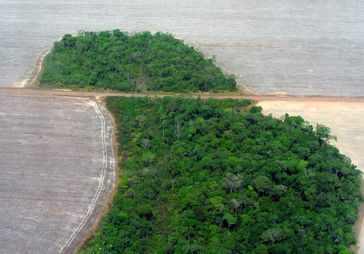 Entwaldung im Amazonasbecken