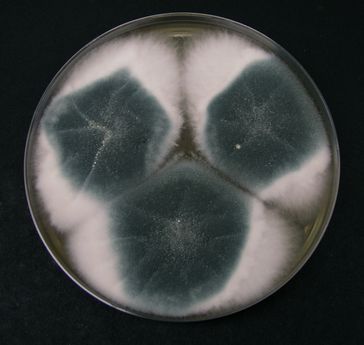 Aspergillus fumigatus