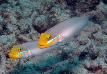 Paar der monogamen Goldstirn-Sandgrundeln (Valenciennea strigata)