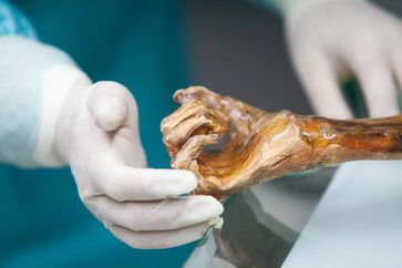 Ötzis Hand
Quelle: South Tyrol Museum of Archaeology/EURAC/M.Lafogler (idw)
