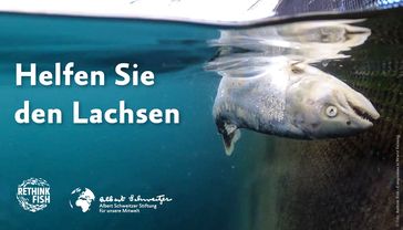 Bild: Compassion in World Farming Fotograf: Rethink Fish