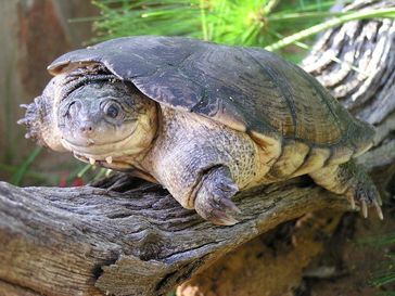 Die „echte“ Pelomedusa subrufa bleibt mit einer Panzerlänge von meist unter 14 cm relativ klein und
Quelle: A. Schleicher (idw)