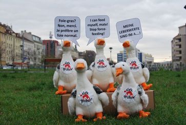 Plüschgänse protestieren gegen Stopfmast. Bild:  (c) VIER PFOTEN