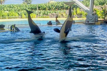 Orca-Wale im Loro Parque in Aktion