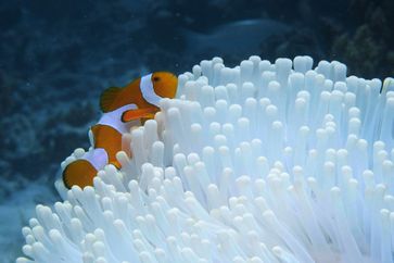 Alle Arten der bunten Anemonenfische sind immun gegen das Gift der Seeanemonen.  Bild: ZDF/2021 ZONA MIXTA SL Fotograf: 2021, ZONA MIXTA SL