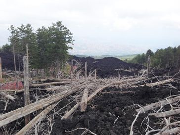 Das Basaltgestein des im Jahr 2002/2003 ausgebrochenen Ätnas bedeckte Teile des Waldes unter sich.
Quelle: Bild: Ruedi Seiler, WSL (idw)