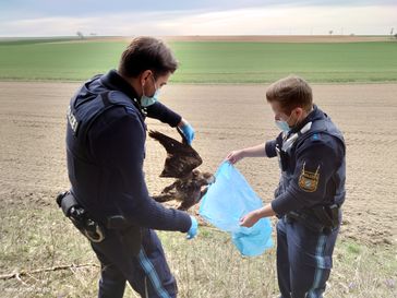 Bild: Komitee gegen den Vogelmord e. V. Fotograf: Alexander Heyd